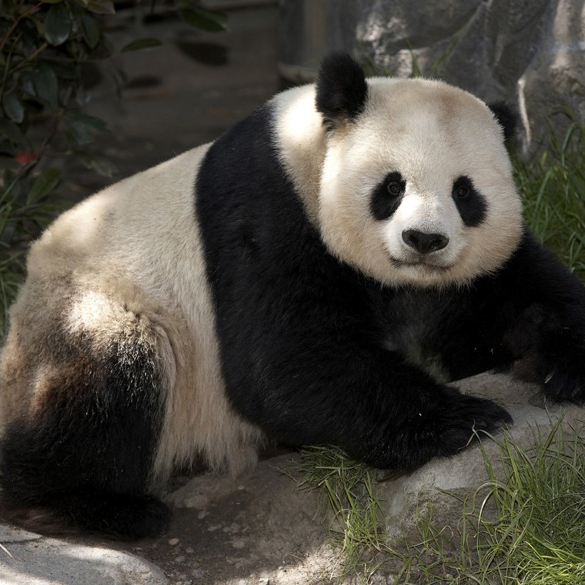 SANPA_W005_Zoo_Panda.jpg